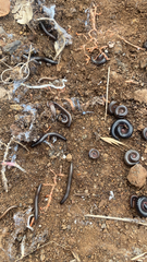 Ommatoiulus moreleti