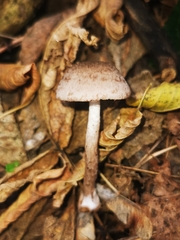 Coprinopsis melanthina
