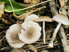 Coprinopsis melanthina