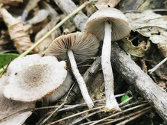 Coprinopsis melanthina