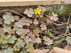 Oxalis corniculata