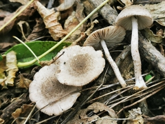 Coprinopsis melanthina