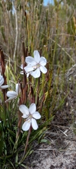 Aristea spiralis