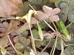 Oxalis corniculata