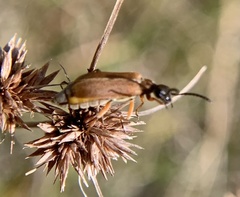 Epicauta batesii