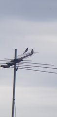 Hirundo neoxena
