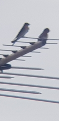 Hirundo neoxena