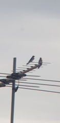 Hirundo neoxena