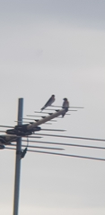 Hirundo neoxena