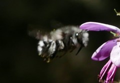 Anthophora alluaudi