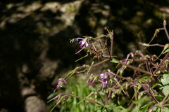 Anthophora alluaudi