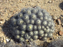 Copiapoa dealbata
