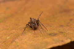 Dolichognatha