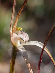 Caladenia dimidia