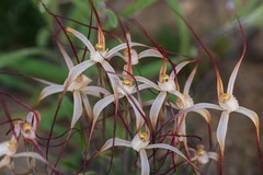 Caladenia dimidia
