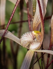 Caladenia dimidia