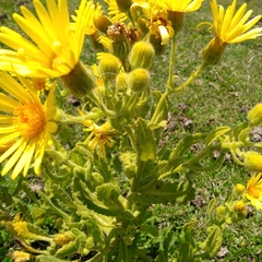 Senecio selloi