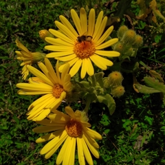 Senecio selloi
