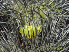 Copiapoa dealbata