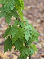 Acer platanoides