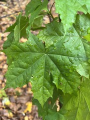 Acer platanoides