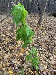 Acer platanoides