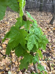 Acer platanoides