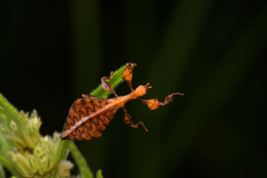 Pulchriphyllium bioculatum
