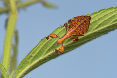 Pulchriphyllium bioculatum