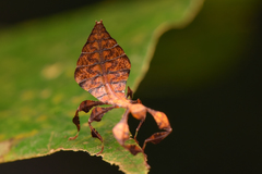 Pulchriphyllium bioculatum