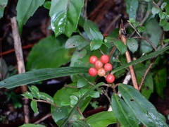 Ardisia crispa