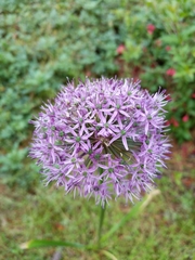 Allium