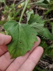 Physalis mollis