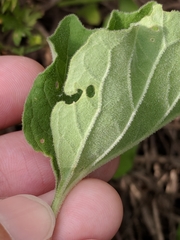 Physalis mollis