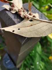 Polystepha symmetrica