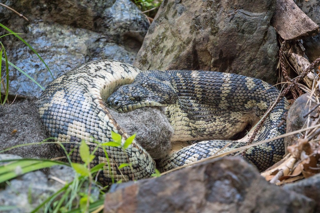 Coastal Carpet Python from Queensland, Australia on June 12, 2021 at 01 ...