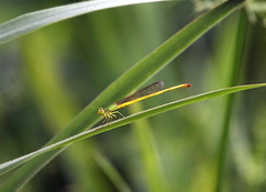 Ceriagrion indochinense