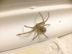 Olios sericeus