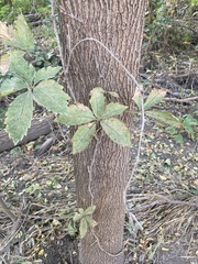 Parthenocissus quinquefolia