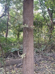 Parthenocissus quinquefolia