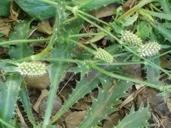 Eryngium coronatum