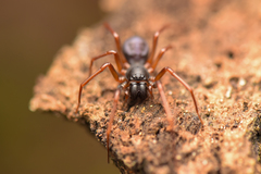 Oedignatha
