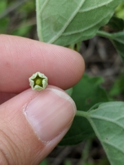 Physalis mollis