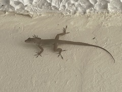 Anolis cristatellus