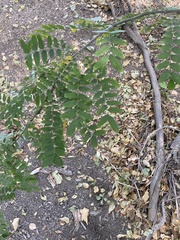 Gleditsia triacanthos