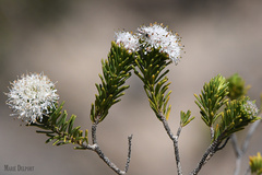 Agathosma gonaquensis