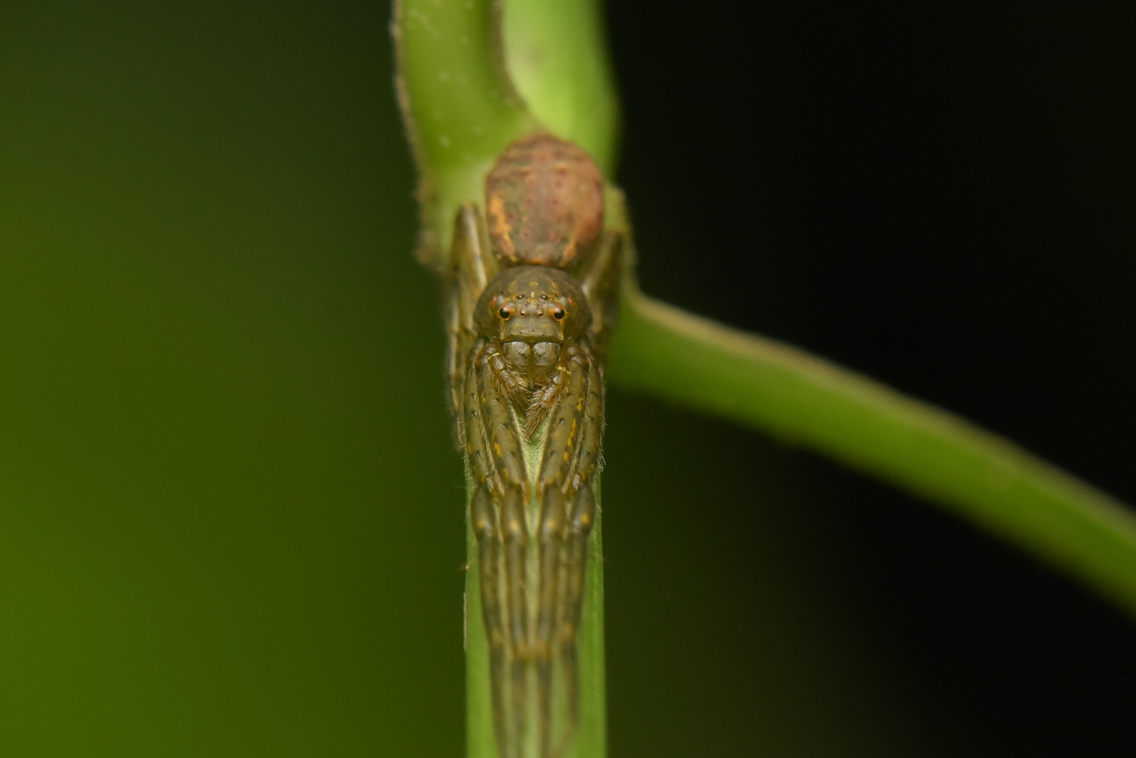 Tmarus kotigeharus