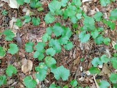 Vitis rotundifolia