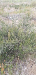 Cliffortia ericifolia