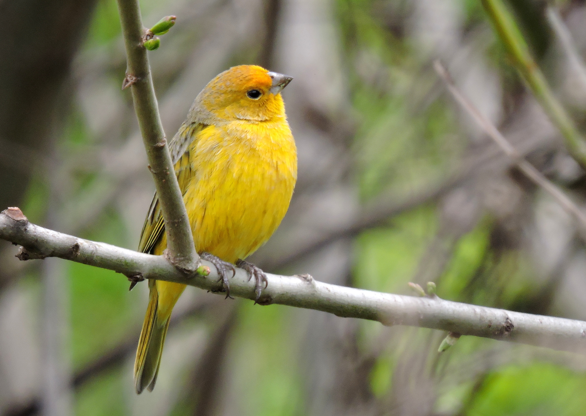 canário-da-terra, chirigüe azafranado, saffron finch, sicale bouton-d'or